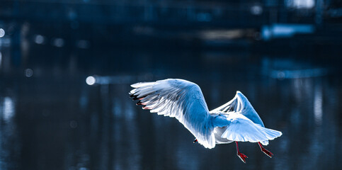 fliegende weiße Möwe