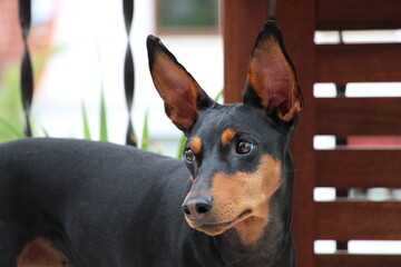 Deutscher Pinscher (German Pinscher)