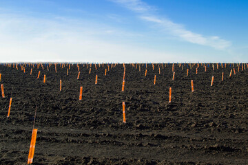 View of a black field with rows of small seedlings of fruit trees in orange rabbit-proof bags. Gardening, agriculture. Planting spring works. Soft focus. Artificial grain.