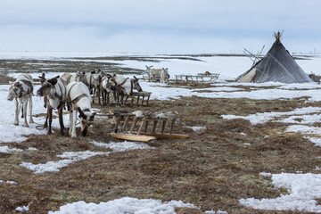 Fototapeta na wymiar Ethnography. House and deer of the northern inhabitants of the Arctic. Spring in the tundra