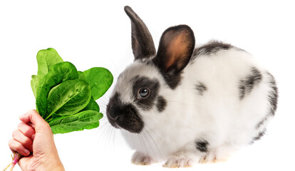 cute rabbit and lettuce isolated on a white