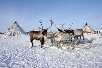 Foto auf Alu-Dibond Ethnography. House and deer of the northern inhabitants of the Arctic © Alexandr