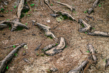 pine roots at ground level and wild sprouts