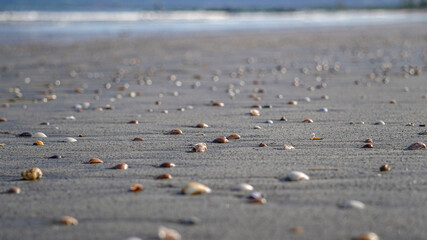 sand, seashell and beach
