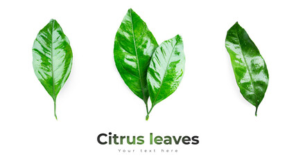 Citrus leaves isolated on a white background.