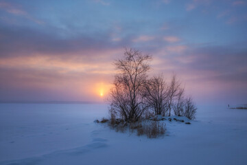 A lonely tree on the shore of Lake Vuoksa against the background of a winter sunset in the Leningrad region