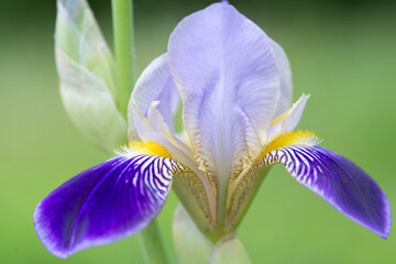 Iris (Schwertlilie), Blüte