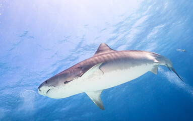 Tiger Shark swimming in clear waters of Bahamas