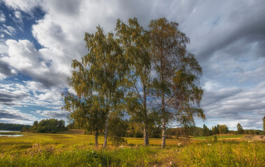 Fototapeta na wymiar Birch trees on a summer meadow in Karelia on the shore of Lake Ladoga