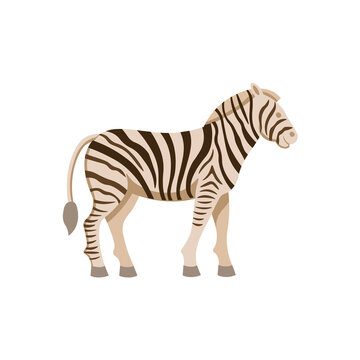 Cartoon zebra on a white background.Flat cartoon illustration for kids.