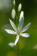 Astlose Graslilie (Anthericum liliago), Blüte