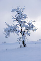 Schöne Gegenlichtaufnahme eines verschneiten Baumes