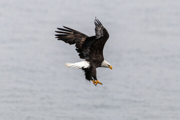 An adult American bald eagle prepares to pitch down on the water with its wings spread wide. The eagle has a white head and tail with long sharp talons spread wide as it hunts for fish in the ocean.