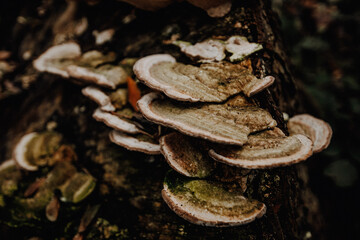 CloseUp von Tau auf Blättern