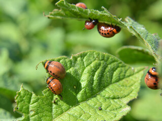 On potatoes - Colorado potato beetle larvae