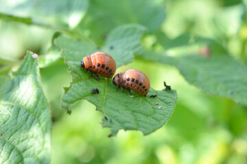 On potatoes - Colorado potato beetle larvae