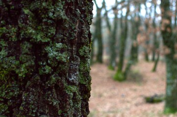 Trees and leaves v in forest near the road in rainy day