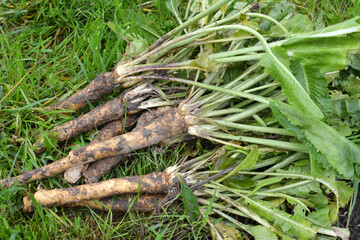 Fresh, dug-out horseradish
