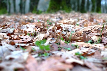 Wet road in rainy day with fallen leaves