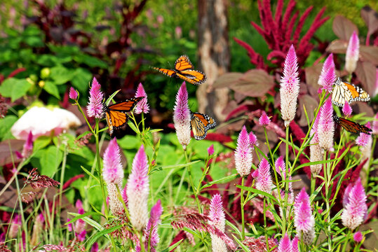 Mariposa Monarca
