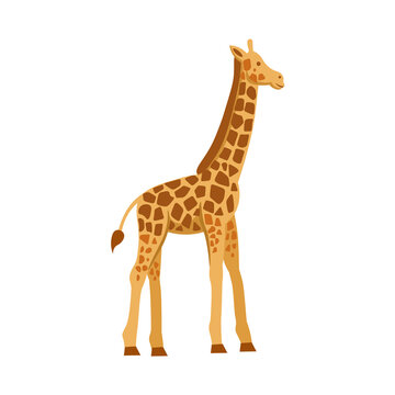 Cartoon giraffe on a white background.Flat cartoon illustration for kids.