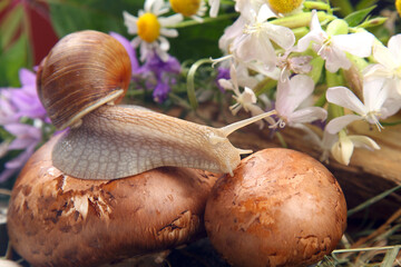 grape snail crawling over mushrooms against a background of flowers. mollusc and invertebrate