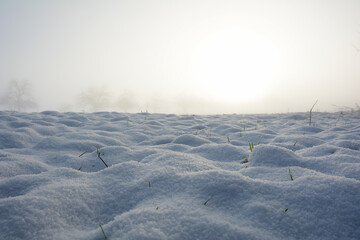 Snow covered meadow