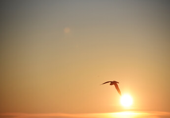 Sea-gull in the sky flying,nature