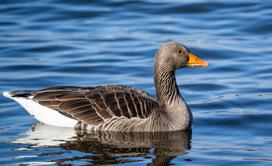 floating greylag goose (Anser anser)