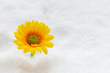 artificial sunflower in the snow