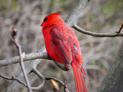 Red Cardinal on the branch
