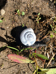 snail on the sand