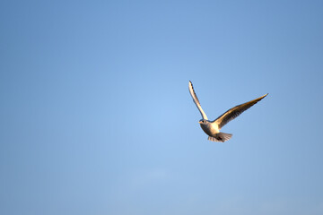 Sea-gull in the sky flying,nature