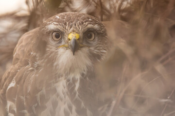 Common buzzard (Buteo buteo) in the fields in natural habitat, buzzards feeding, hawk bird on the ground, predatory bird close up