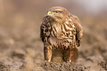 Common buzzard (Buteo buteo) in the fields in natural habitat, buzzards feeding, hawk bird on the ground, predatory bird close up