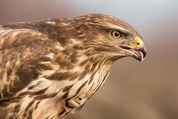 Common buzzard (Buteo buteo) in the fields in natural habitat, buzzards feeding, hawk bird on the ground, predatory bird close up