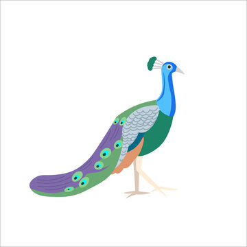 Cartoon peacock on a white background.Flat cartoon illustration for kids.