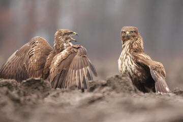 Common buzzard (Buteo buteo) in the fields in natural habitat, buzzards feeding, hawk bird on the ground, predatory bird close up