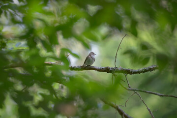 chiffchaff garden muck seat on a branch, green leaves decorate the picture
