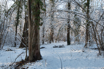 Winter im Naturschutzgebiet Taubergiessen in der Ortenau