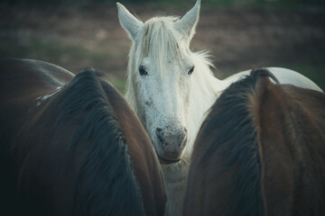 dramatic close portrait of a white wild horse