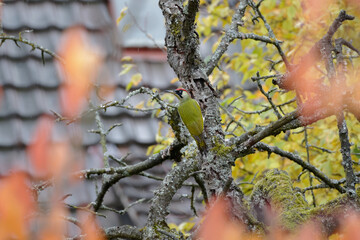 a green woodpecker sitting on a branch
