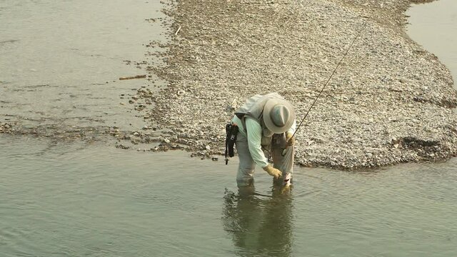 Fisherman removes the hook and releases a fish after catching it while fly fishing in the Buffalo Fork River, Bridger-Teton National Forest, Wyoming. Medium static shot.