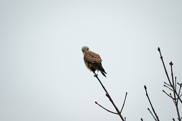 kestrel sitting on a branch
