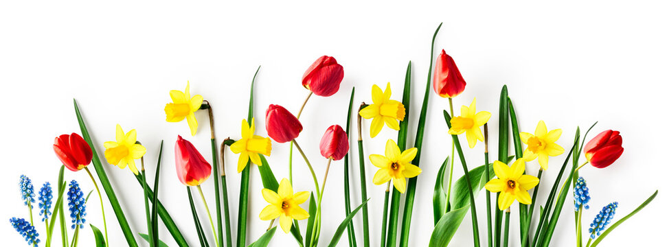 Tulip, daffodil and blue muscari spring flowers creative banner