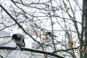 
crow on a tree