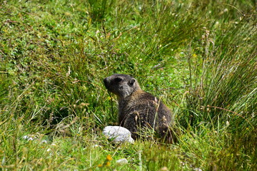 Marmot