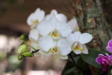 Beautiful Orchids planted in tree.