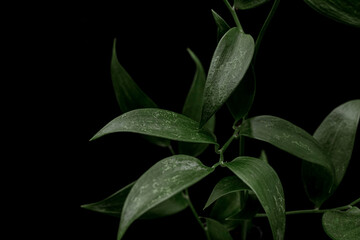 Leaves on black background