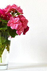 Geranium flowers in a glass vase on a white background, romantic view, detailed composition